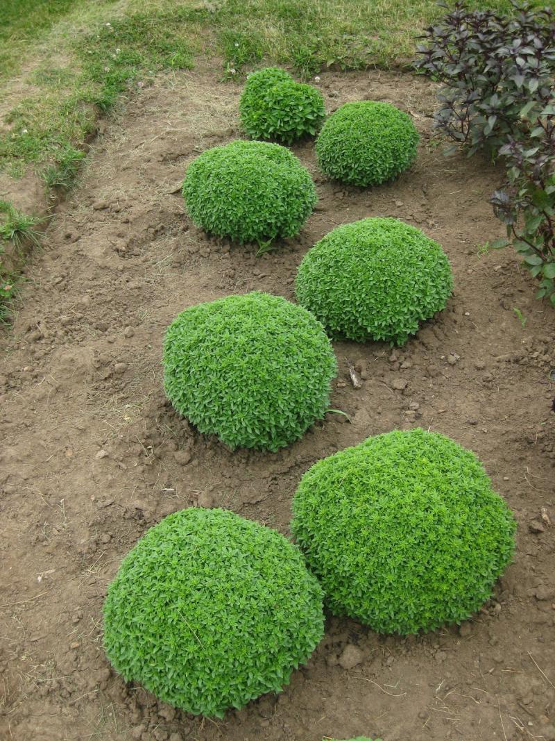 Босилек Аристотел, джудже-босилек - basil aristotle (7012)